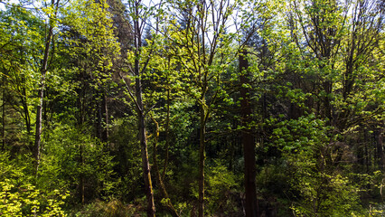 Dense forest in Stanley Park, Vancouver, British Columbia, Canada