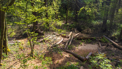 Dense forest with light streaming in. Cut logs sit on the foliage covering the forest floor