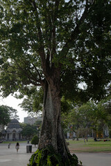 Gigante Urbano Un Árbol que Cuenta Historias