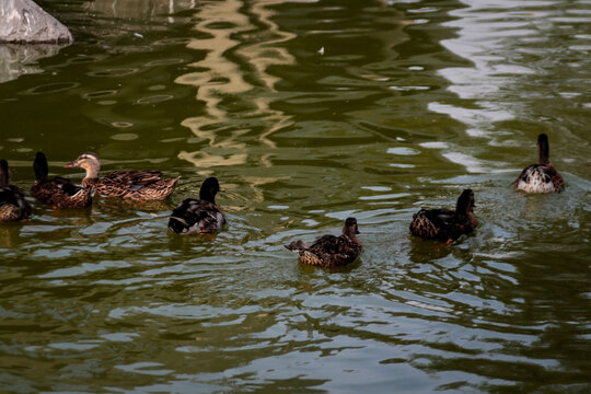 Un Paseo Acu&aacute;tico Pareja de Patos en el Agua"