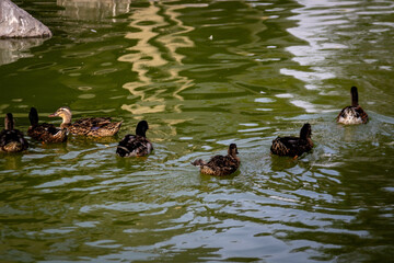 Un Paseo Acu&aacute;tico Pareja de Patos en el Agua"