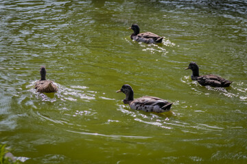 Un Paseo Acu&aacute;tico Pareja de Patos en el Agua"