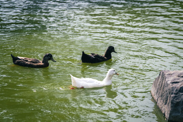 Un Paseo Acu&aacute;tico Pareja de Patos en el Agua"