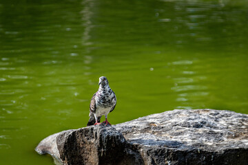Plumas &Uacute;nicas: Paloma en el Borde del Agua
