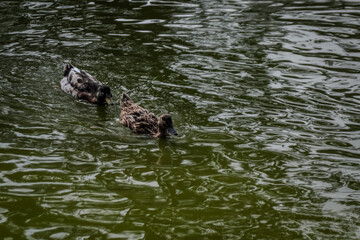Un Paseo Acuático Pareja de Patos en el Agua
