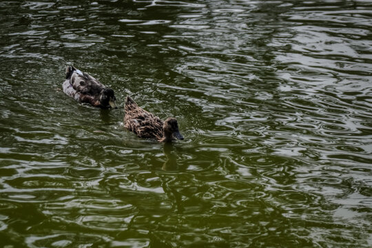 Un Paseo Acu&aacute;tico Pareja de Patos en el Agua"