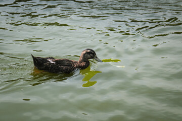 Nadando en Tranquilidad Pato en el Estanque