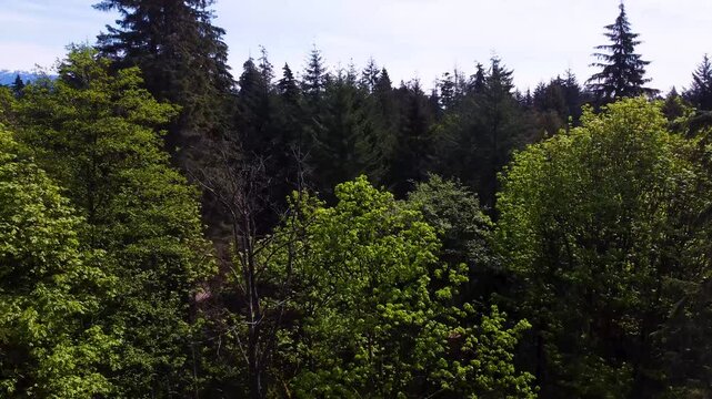 Panning down over a forest to show various trees below. Taken over Stanley Park, Vancouver, British Columbia