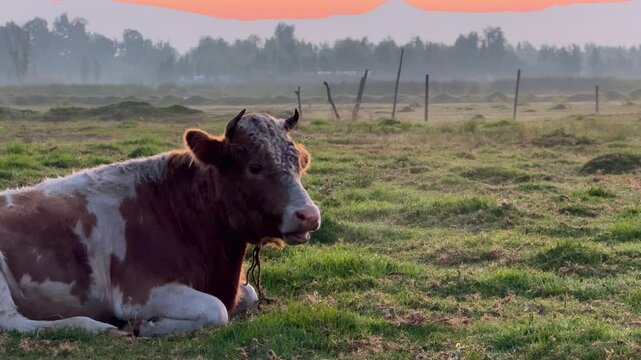 vaca despertando en un pastizal  en xochimilco, M&eacute;xico