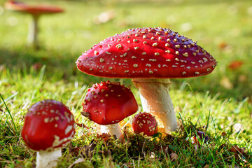 Fly Agaric in grass on a forest. Fly amanita Amanita muscaria mushrooms closeup in the nature