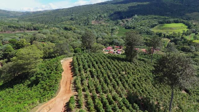 Aerial view flyng over a coffee plantation. sunny day in the Dominican republic