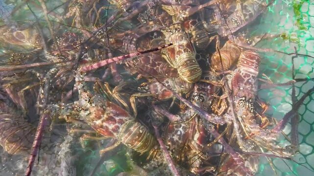 Group of spiny lobsters in trap underwater caribbean sea to keep them alive. Los Roques Venezuela