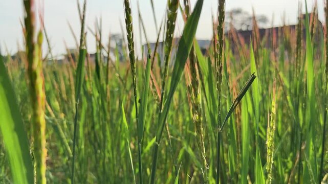 Push in shot of Red Rice crop which grows naturally in ponds created by rain without sowing,