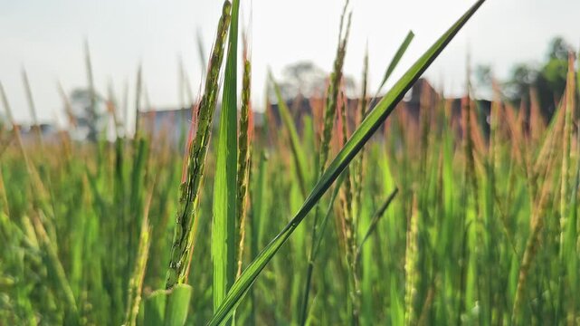 Closeup of Naturally grown Traditional Red Rice crop also being called Red Chawal, Pasai Chawal, Tinni Chawal, Rajmudi Rice