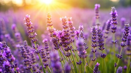 Fototapeta premium A close-up of lavender plant flowers in a field on a sunny day, fragrant, sun, blooms