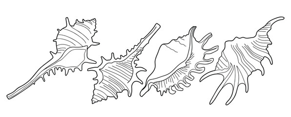 Hand drawn snail shell Outline black. doodle  sea shells set with doodle style.