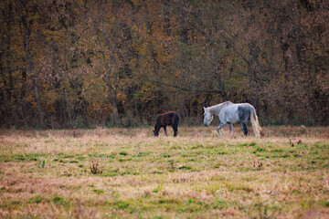 Wild horses at dawn, Shawnee Creek campground, near Emminence, Missouri