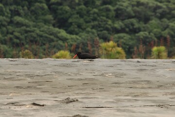 Variable Oystercatcher Bird Resting on Coastal Sand Dune