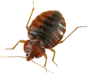 Closeup of a bed bug