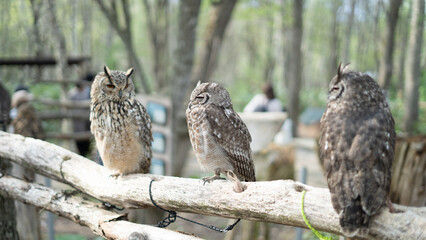 Group of Owls Perched on a Branch in a Hokkaido Zoo Enclosure