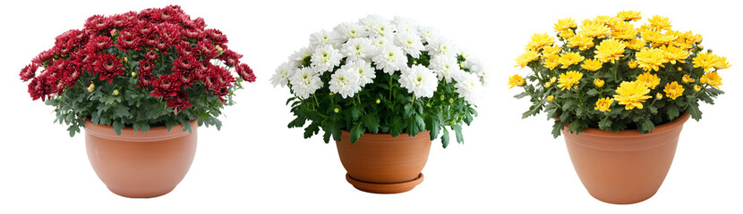 Red, white and yellow chrysanthemums in pots isolated on white or transparent background.