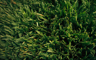 Fototapeta premium a dense, deep green summer grass pattern, rich and lush