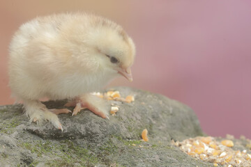 The cute and adorable appearance of a brahma chick that has just been hatched from an egg. This animal has the scientific name Gallus gallus domesticus.