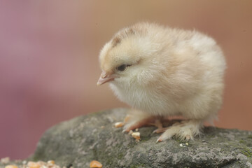 The cute and adorable appearance of a brahma chick that has just been hatched from an egg. This animal has the scientific name Gallus gallus domesticus.
