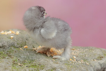 The cute and adorable appearance of a brahma chick that has just been hatched from an egg. This animal has the scientific name Gallus gallus domesticus.