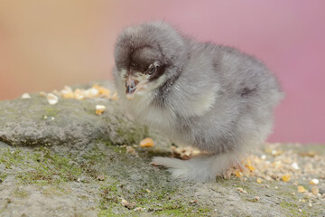 The cute and adorable appearance of a brahma chick that has just been hatched from an egg. This...