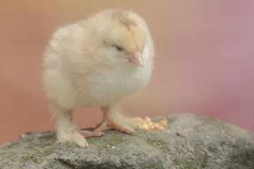 The cute and adorable appearance of a brahma chick that has just been hatched from an egg. This animal has the scientific name Gallus gallus domesticus.