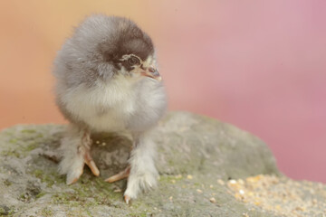 The cute and adorable appearance of a brahma chick that has just been hatched from an egg. This animal has the scientific name Gallus gallus domesticus.
