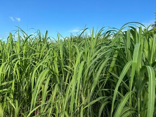 Obraz premium サトウキビ畑