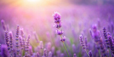 Obraz premium A delicate wildflower blooms in a field of soft purple lavender background, spring, blooming, meadow, nature, landscape