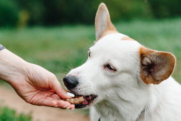 red and white Welsh Corgi Pembroke sits on trail in park with green grass in sunny summer day, takes tasty food and eats from owner hand, walking in park, dogwalking concept