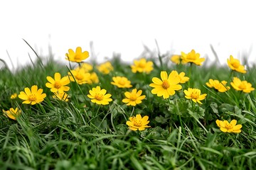 Yellow Flowers in Green Grass