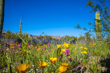 An overlooking view of Organ Pipe Cactus NM, Arizona