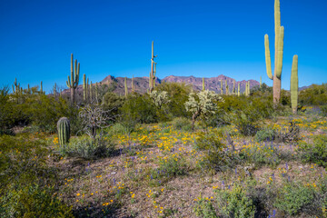 An overlooking view of Organ Pipe Cactus NM, Arizona
