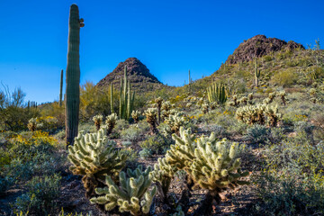 An overlooking view of Organ Pipe Cactus NM, Arizona