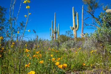 An overlooking view of Organ Pipe Cactus NM, Arizona