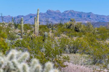 An overlooking view of Organ Pipe Cactus NM, Arizona