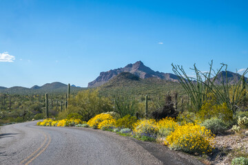 An overlooking view of Organ Pipe Cactus NM, Arizona