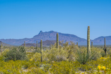 An overlooking view of Organ Pipe Cactus NM, Arizona