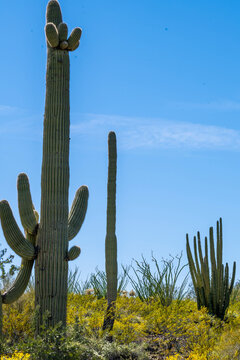A long slender Saguaro Cactus in Organ Pipe Cactus NM, Arizona