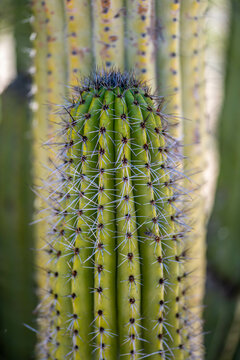 A long slender Saguaro Cactus in Organ Pipe Cactus NM, Arizona
