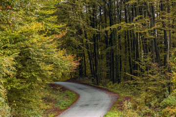 road in autumn forest