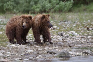 Two Coastal Brown Bear Cubs