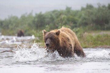 Coastal Brown Bear Hunting Salmon