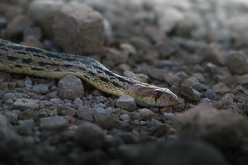 Gopher Snake Resting on Rocks