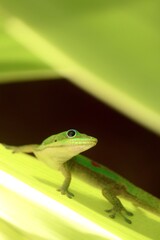 Gold Dust Day Gecko on a Leaf